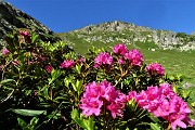 13 Splende il rosso intenso dei rododendri rossi (Rhododendron ferrugineum)